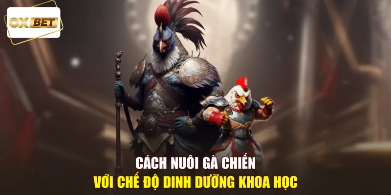 Cách nuôi gà chiến với chế độ dinh dưỡng khoa học